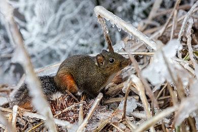 HYBE IM，与SEVENTEEN联袂打造的《SEVENTEEN配配乐》全球预注册开始！